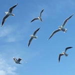 Şeyma