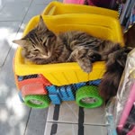 Pınar