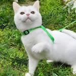Burcu