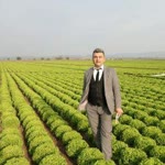Serdar
