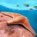 Deniz