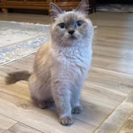 Elya