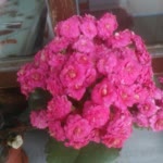 Emine