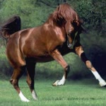 Cengiz