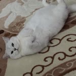 Umut