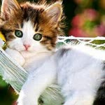 Zeynep