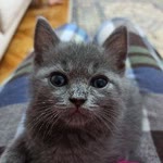 Burcu