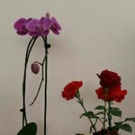Wish