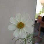 Öznur