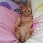 Necla