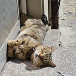 Gökay