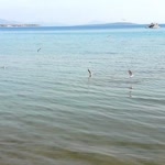 Şebnem