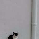 Selma