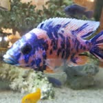 Onur