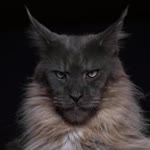 Aslan