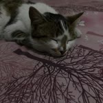 Kübra