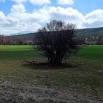 Ayhan
