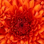 Hatice