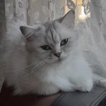 Yasemln