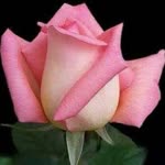 Ayse