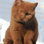 Erdal