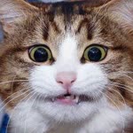 Batu