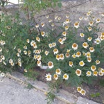 Elif