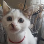 Tuana