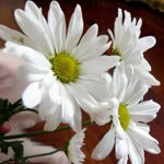 Dilek
