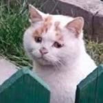 Özlem