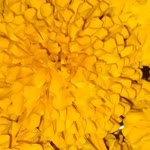 Sandesh