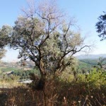 Rukiye