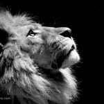 Nour