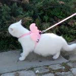 Zeynepp