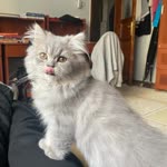 Musa