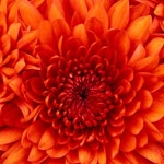 Fatma