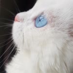Zeynep