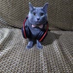 Mihriban