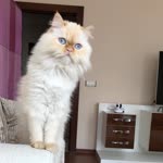 Tuğba