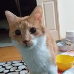 Zeynep