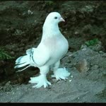 İsmail