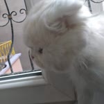 Elif