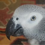 Konuşan