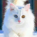 Büşra