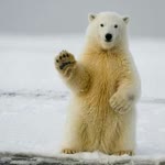 Engin