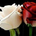 Dilek