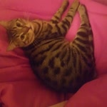 Meltem