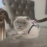 Zeynep