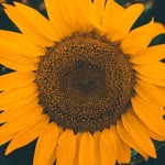 Büşranur