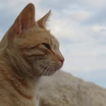 Erol